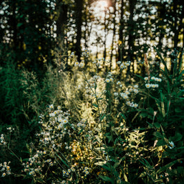 Rural Water Filtration